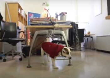 Cani Ufficio Salento