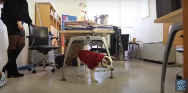 Cani Ufficio Salento