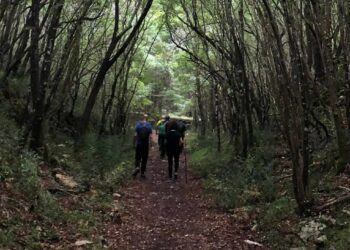 Escursione Nel Bosco