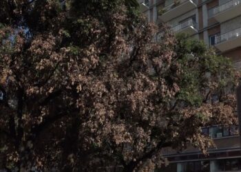 Alberi Secchi