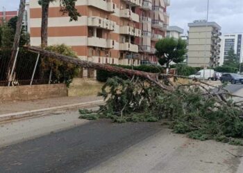 Albero Ev