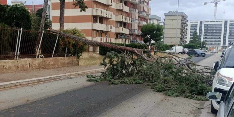 Albero Ev