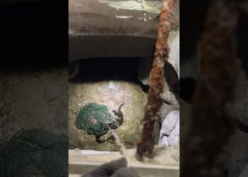 Bari, Gattino Cade In Un Pozzo A Carbonara: Arrivano I Vigili Del Fuoco. “operazione Complicata” – Video