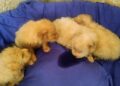Cuccioli (1)