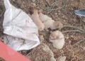 Cuccioli (3)