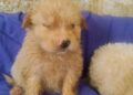 Cuccioli (6)