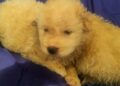 Cuccioli (7)