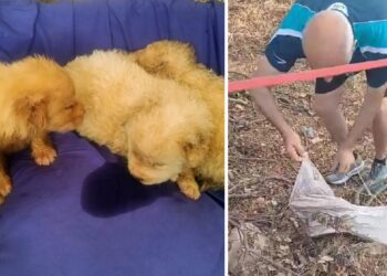 Cuccioli (9)