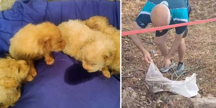 Cuccioli (9)