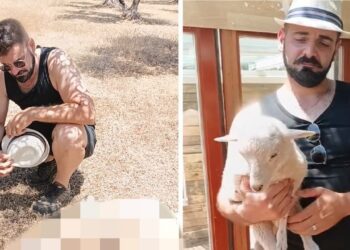 Lupo Attacca Agnellini In Valle D’itria, Lo Sfogo Dell’allevatore: “soffro Troppo, Non Riesco A Proteggerli” – Video