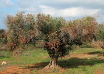 Ulivi Xylella