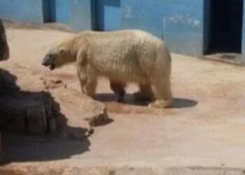Zoo Safari Orso Petizione
