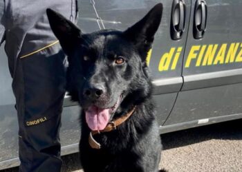 Cane Antidroga