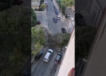 Paura A Brindisi, Albero Precipita In Strada Fra Auto E Pedoni: “in Piazza Anche Tanti Bambini. Tragedia Sfiorata” – Video