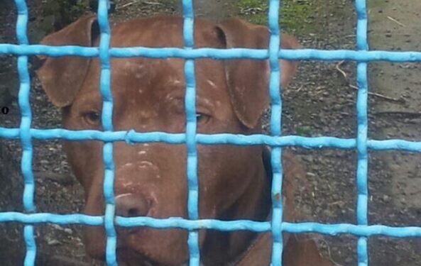 Pitbull