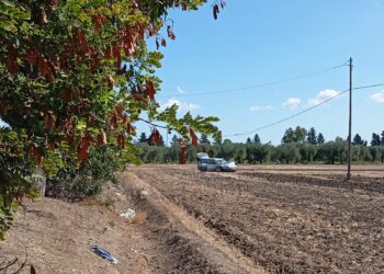 borgo mezzanone incidente