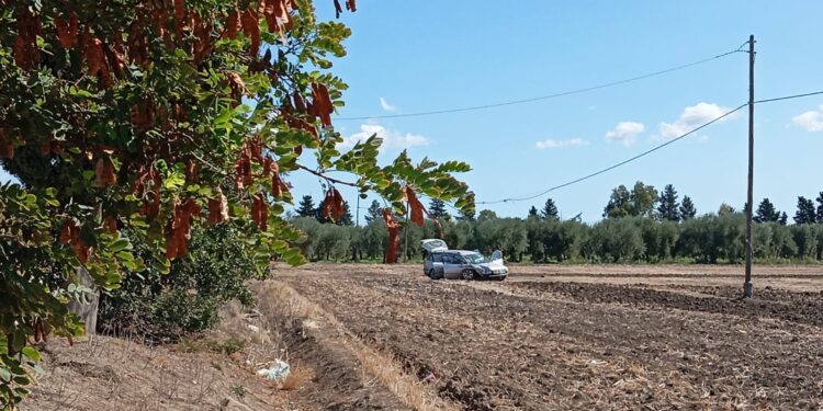 borgo mezzanone incidente