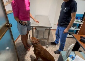Cane Guinzaglio