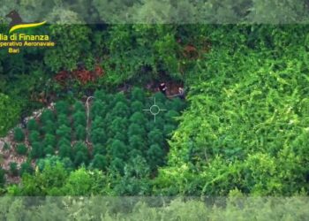 Scovati In Puglia 11 Maxi Campi Di Marijuana. “valore Della Droga: 70 Milioni Di Euro” – Video