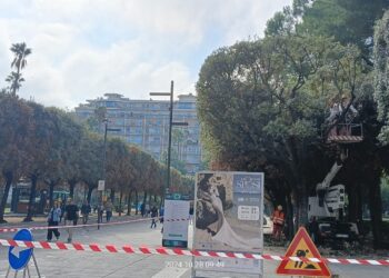 28 10 24 Rimonda Del Secco Sui Lecci Di Piazza Umberto Al Lavoro Squadre Della Multiservizi 2