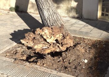 Albero