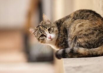 Gattina