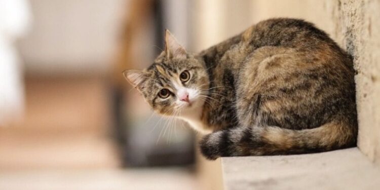Gattina