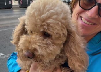 Animali, Anche A Bari Esplode La Passione Per I ‘dog Toy’ (‘cani Giocattolo’)