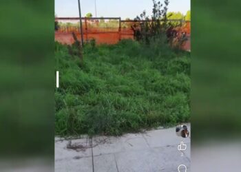 Bari Vecchia, Dal Comune Un Bando Per La Manutenzione Del Verde. I Cittadini: “e Le Periferie?” – Video