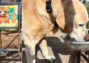Cane Abbeveratoio