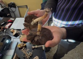 Funghi Bari