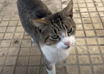 Gatto