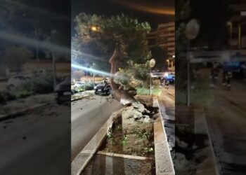 Albero Crollato Via Carrante