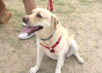 Bagnini A Quattro Zampe Al Via I Corsi A Pane E Pomodoro Per Gli Aspiranti Cani Salvataggio 1140x570