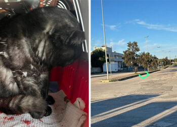 Gatto Ostuni3