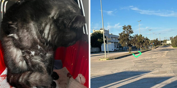 Gatto Ostuni3