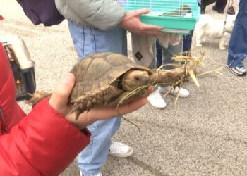 Benedizione Animali