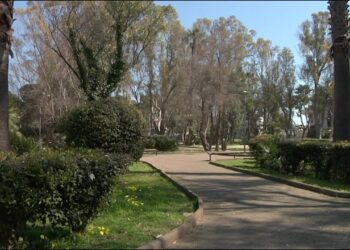 Cinte Verdi E Boschi Urbani, La Strategia Green Per Bari: Entro Il 2026 Piantumati 14mila Alberi – Video
