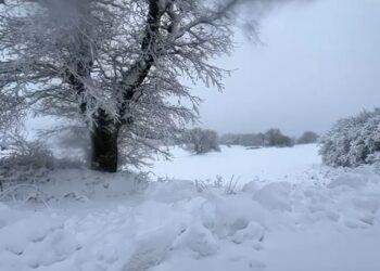 Neve Gargano