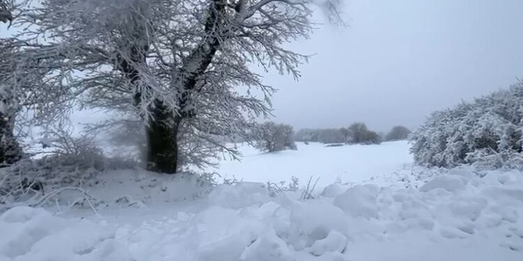 Neve Gargano