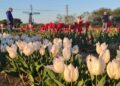 Tulipark