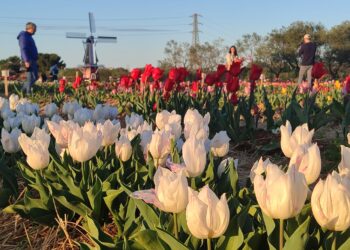 Tulipark