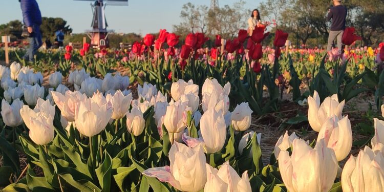 Tulipark