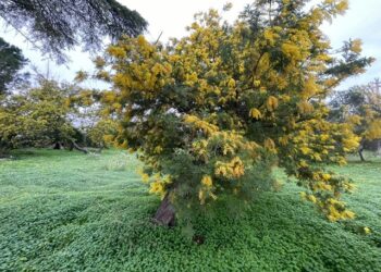 Copernicus Mimose In Fiore In Puglia