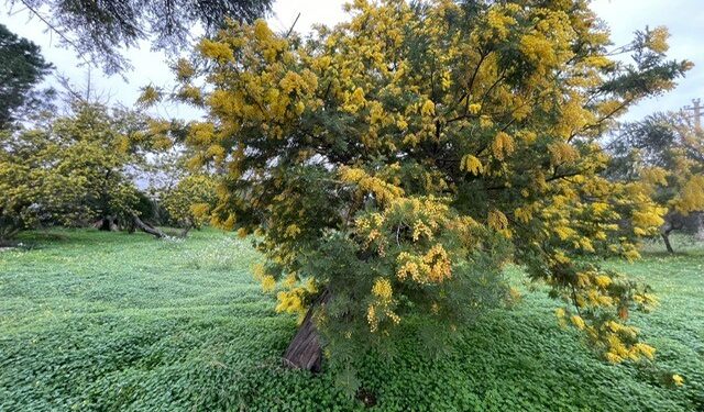 Copernicus Mimose In Fiore In Puglia