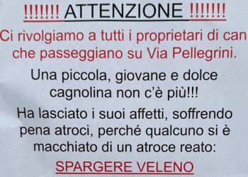 Appello Cani