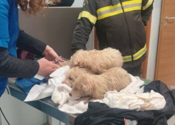Cuccioli Salvati