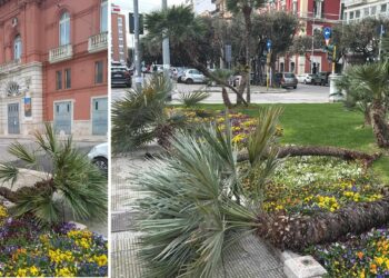 Palme