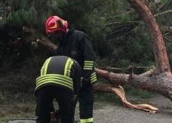 Vigili Del Fuoco Albero