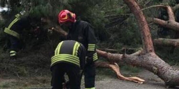 Vigili Del Fuoco Albero